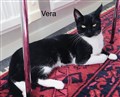 Vera.jpeg