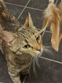Dräktig katt Laxbutiken.jpg