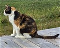 OmplaceringMammakatt.jpg