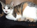 14-35c Jenni-Pebbles.jpg