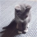 Bibbi.jpg