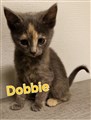 Dobbie.jpg