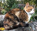 Elsie.jpg