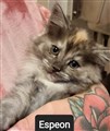 Espeon.jpg