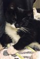 Fluffy 5.jpg