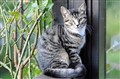 Gracie_d187_001_web.jpg