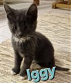 Iggy24.jpg