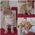 Jasper.jpg
