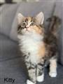 Kitty 3.jpg