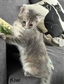 Kiwi 3.jpg