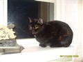 Kompis & Diva 006.JPG