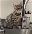 Liloo.jpg