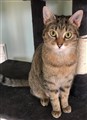Lily.jpg