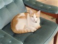 Linus_maj_2012_002.JPG