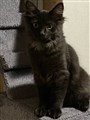 LuxioUppdaterad.jpg