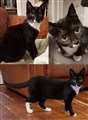 Minou.jpg