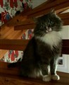 Molly 5.jpg