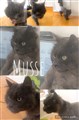 Musse 3.jpg
