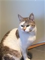 Nala.jpg
