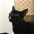 Puma.jpg