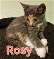 Rosy.jpg