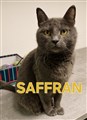 Saffran.jpg