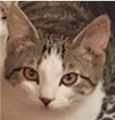 Sivert.PNG