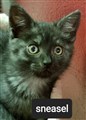 Sneasel23.jpg