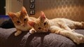 Sputnik & Syouz.jpg