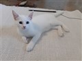 Stella 5.jpg