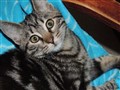 Tabbi.JPG