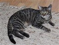 Tiger.jpg