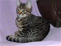 Tigra.JPG
