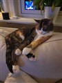 Tigra 3.jpg