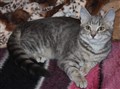 Whiskas.jpg