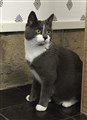 Zorro 4.jpg