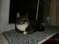 ingridskatter 003.JPG