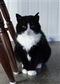 kittynya.JPG