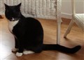 the cat.JPG