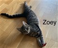 zoey24.jpg