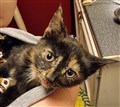 Litten23.jpg
