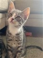 Pricken26.jpeg