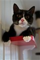 Solkatten 48.jpg