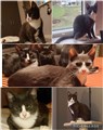 Viggo.jpg