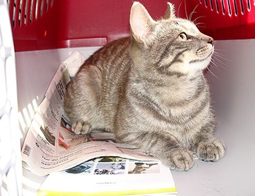 Ijtimoiy tarmoqlardan yalangoch ayollarning shaxsiy fotosuratlari